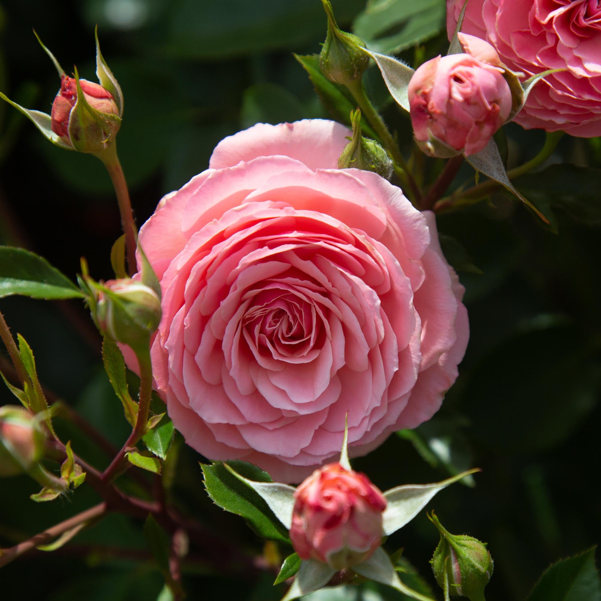 Sexy Rexy Floribunda Rose | Pink Rose Plant – Heirloom