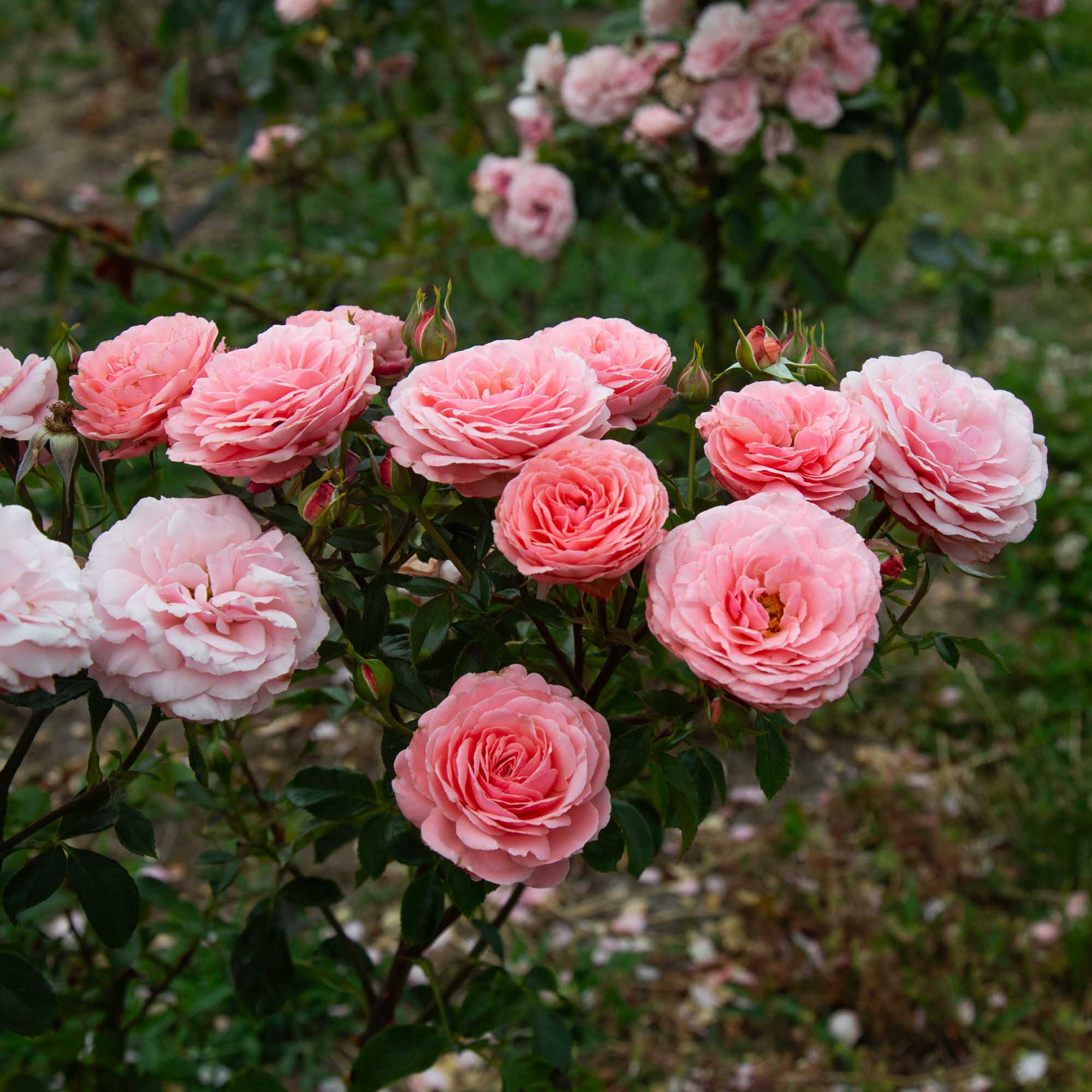 Sexy Rexy Floribunda Rose | Pink Rose Plant – Heirloom