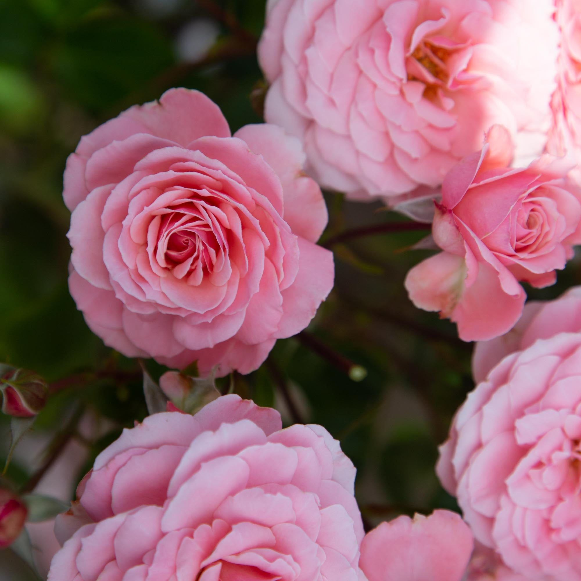 Sexy Rexy Floribunda Rose | Pink Rose Plant – Heirloom