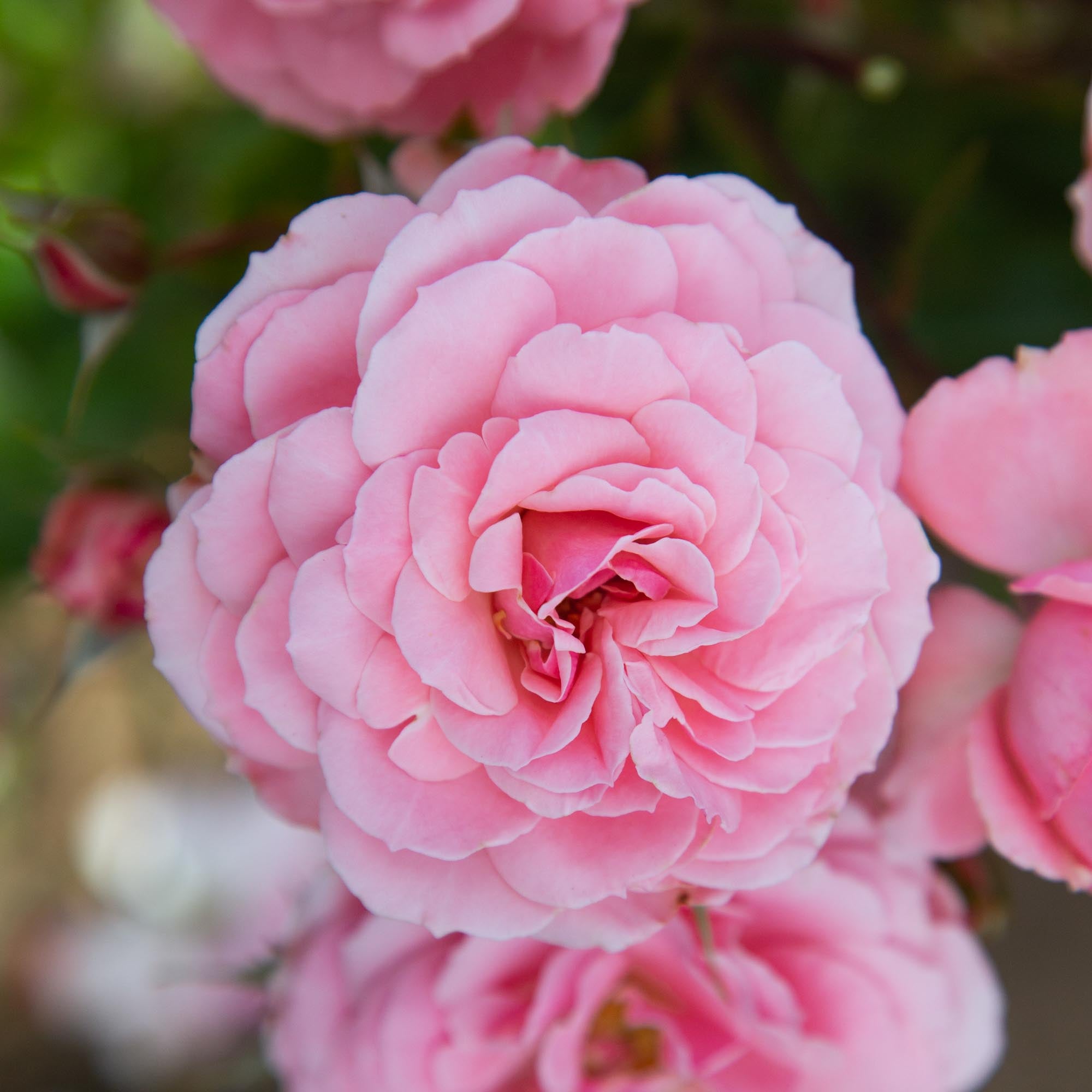 Sexy Rexy Floribunda Rose | Pink Rose Plant – Heirloom