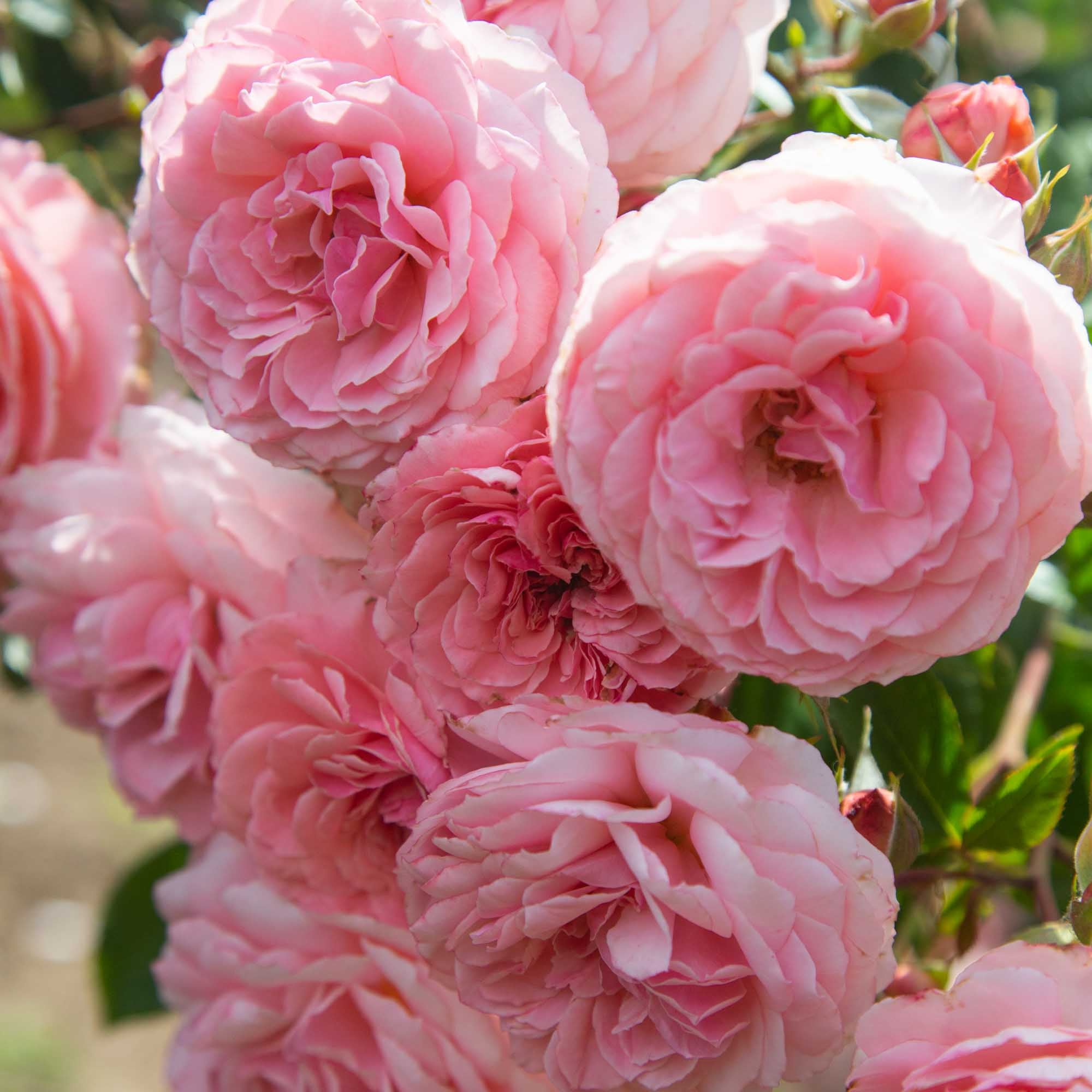 Sexy Rexy Floribunda Rose | Pink Rose Plant – Heirloom
