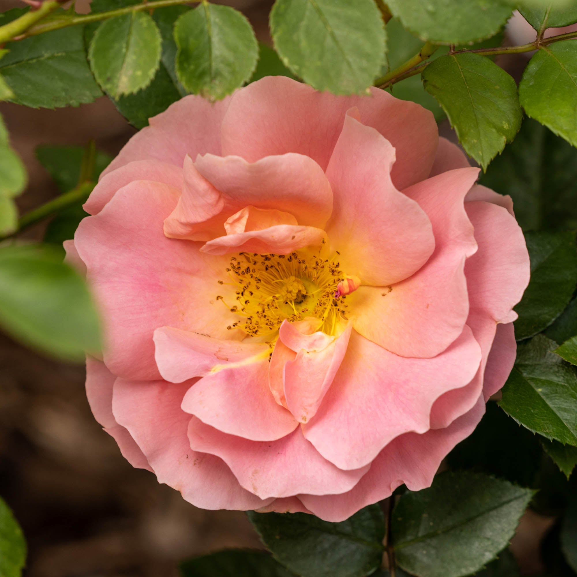 Sunbelt Sierra Lady Floribunda Rose | Orange Rose Bush – Heirloom