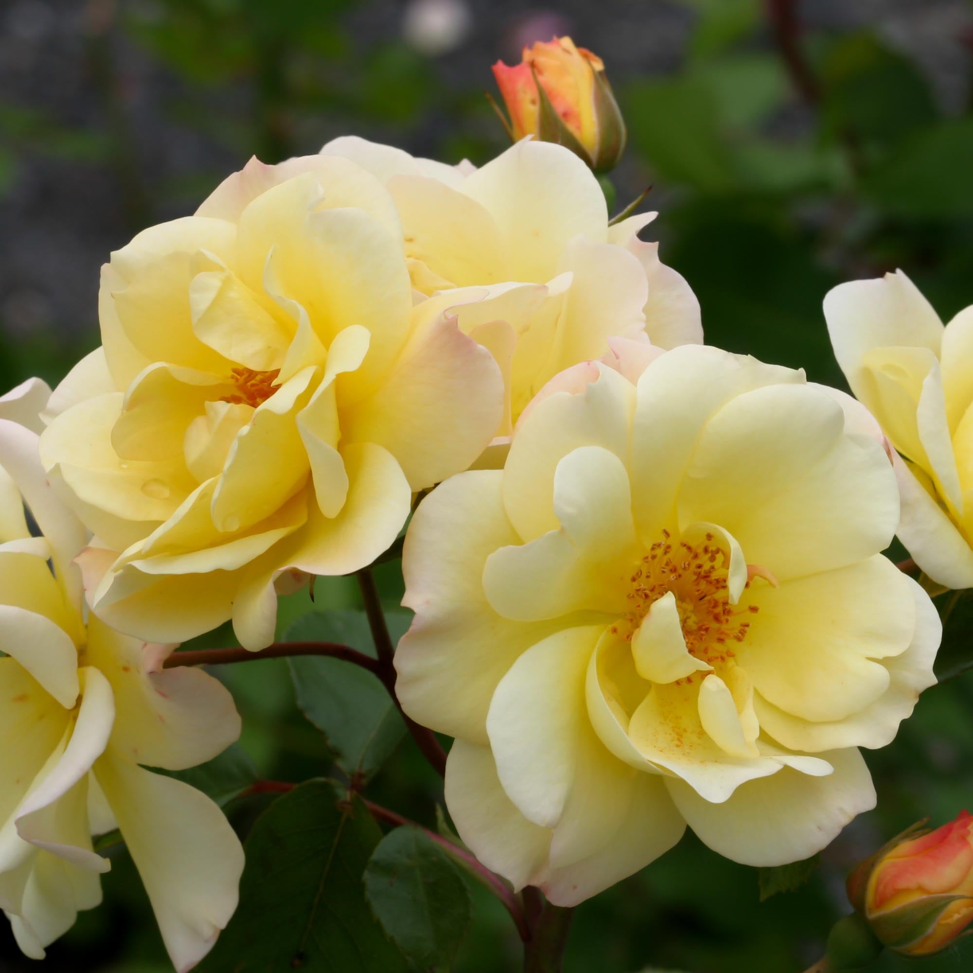 Sky's The Limit Climbing Rose | Yellow Rose Bush – Heirloom