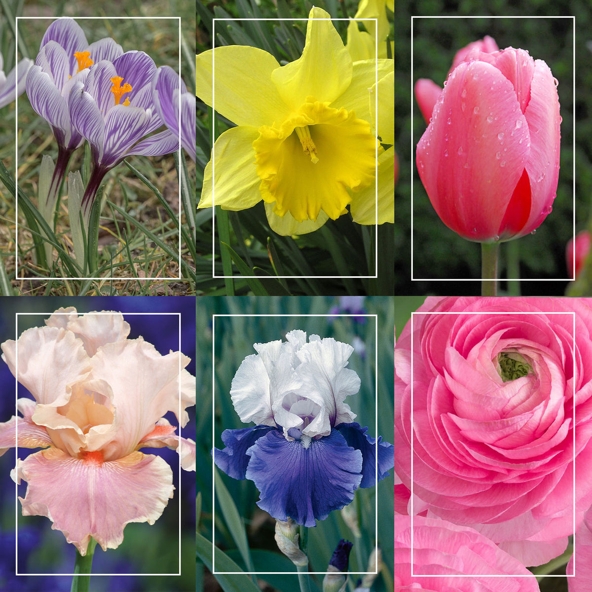 Spring Bloom Color Continuous Bloom Spring Colors Bundle – Heirloom