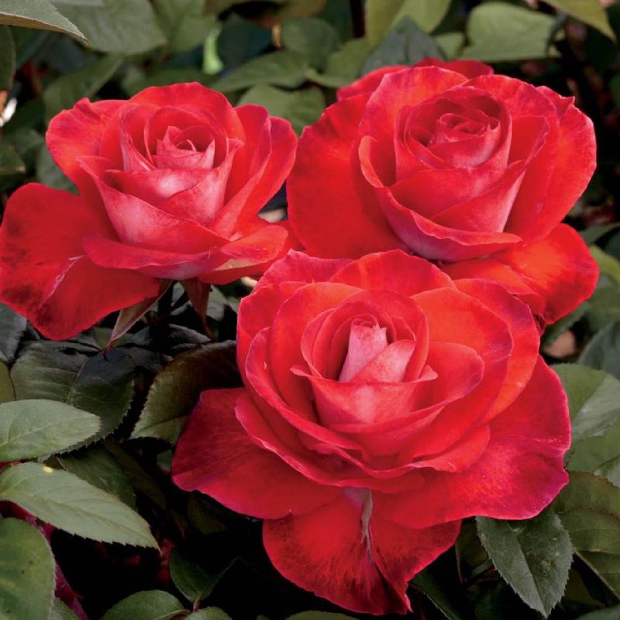 Smokin Hot Hybrid Tea Rose | Colorful Rose Bush – Heirloom