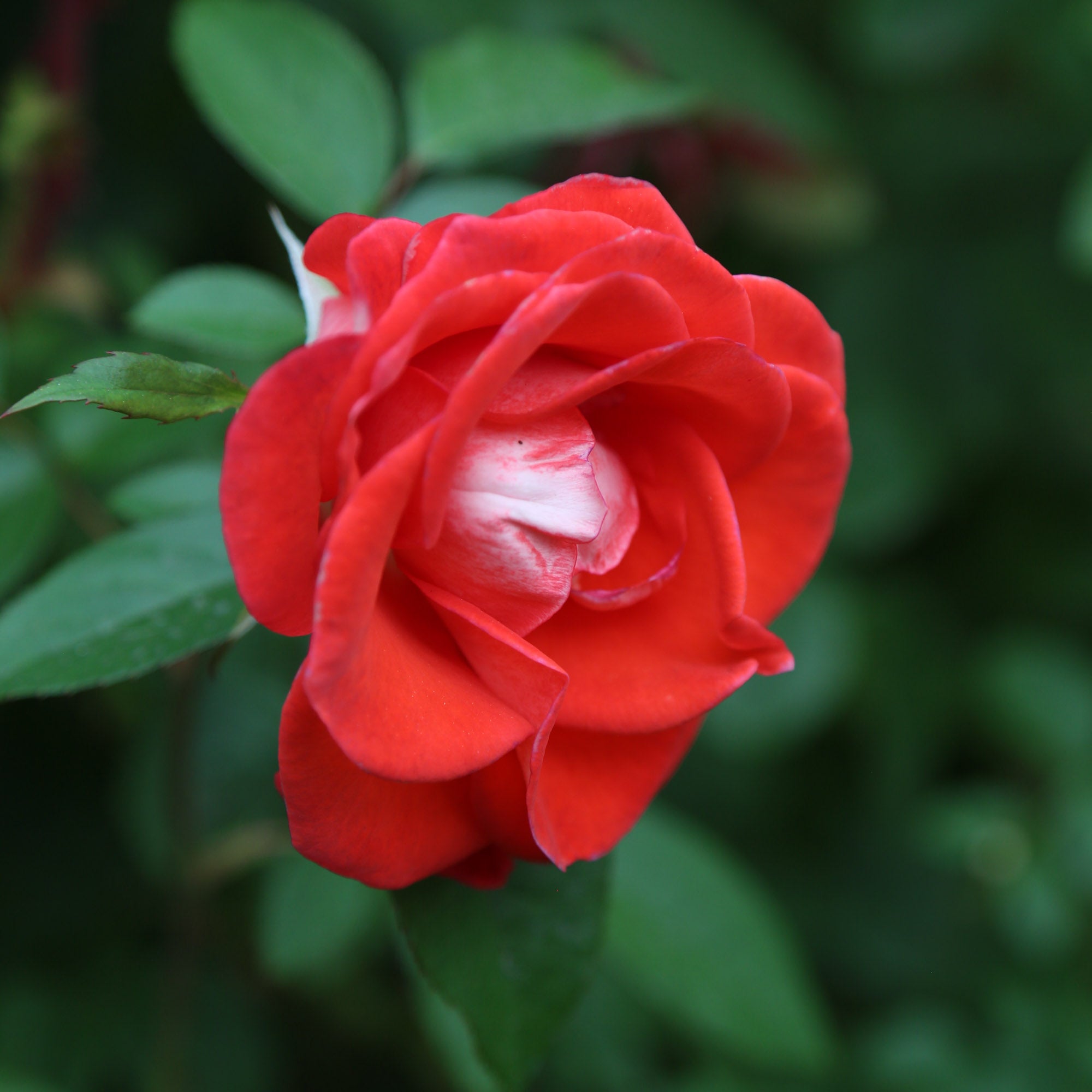 Smokin’ Hot™