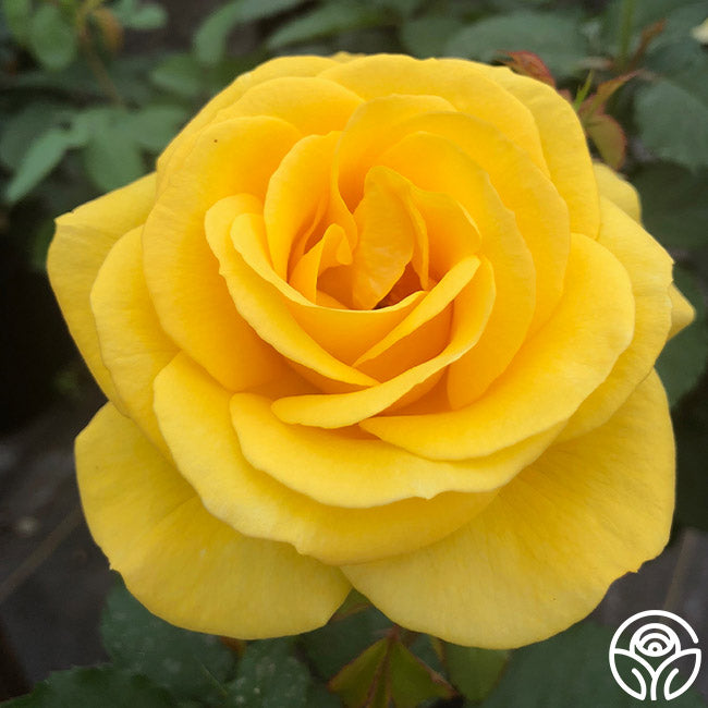 Sol Rose Sol Desire® | Yellow Floribunda Rose Bush – Heirloom