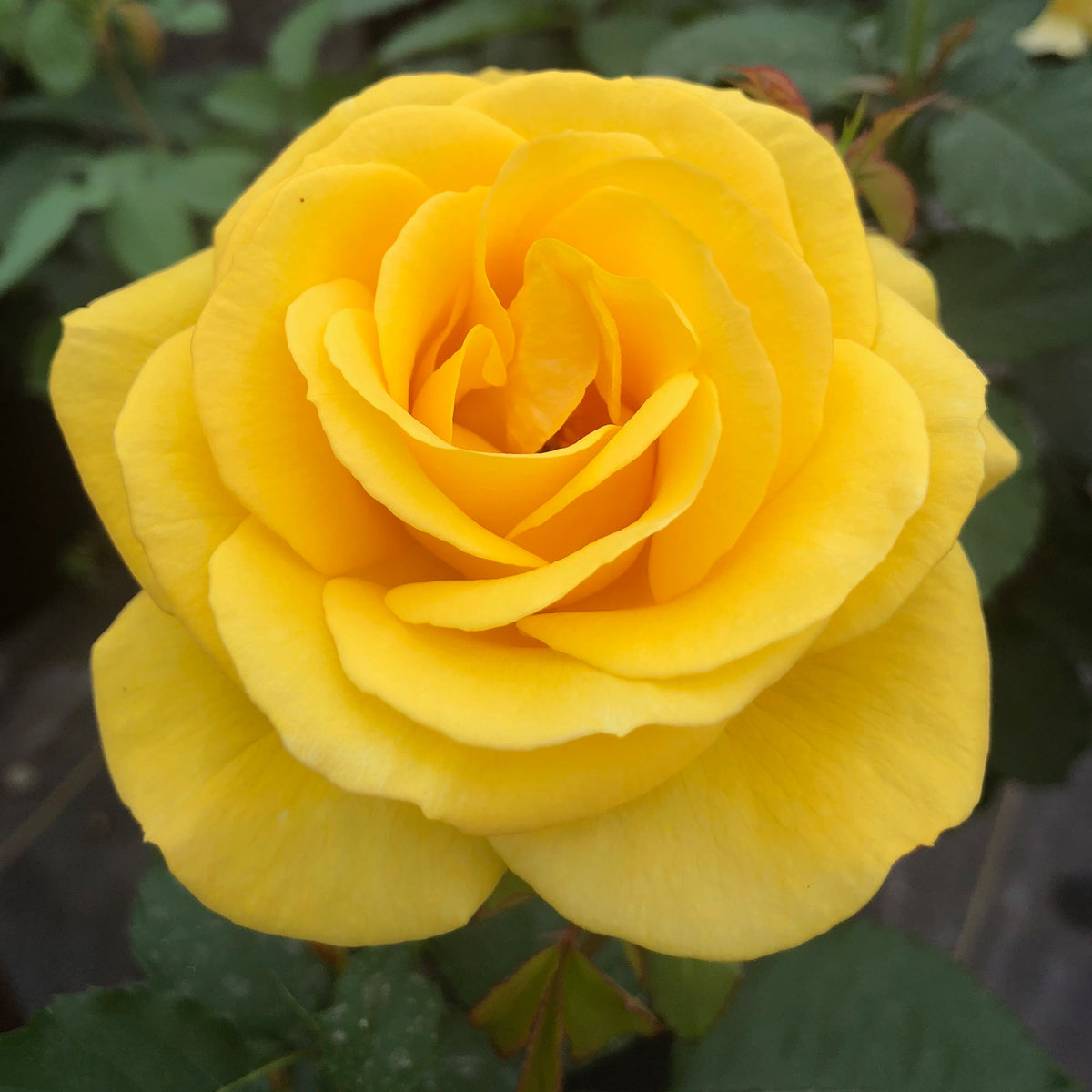 Sol Desire® | Yellow Floribunda Rose Bush – Heirloom