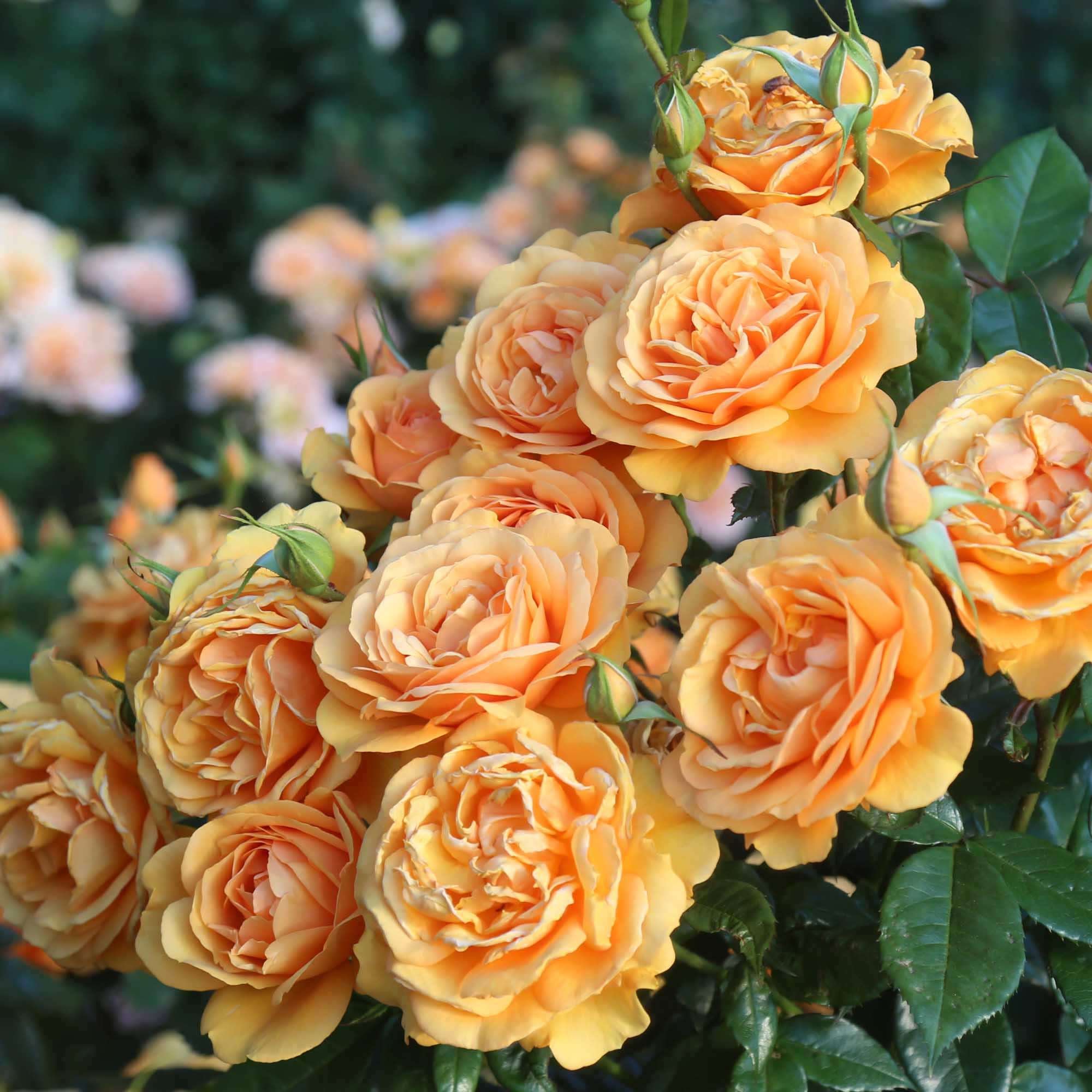 Top 10 Roses for the Heat – Heirloom