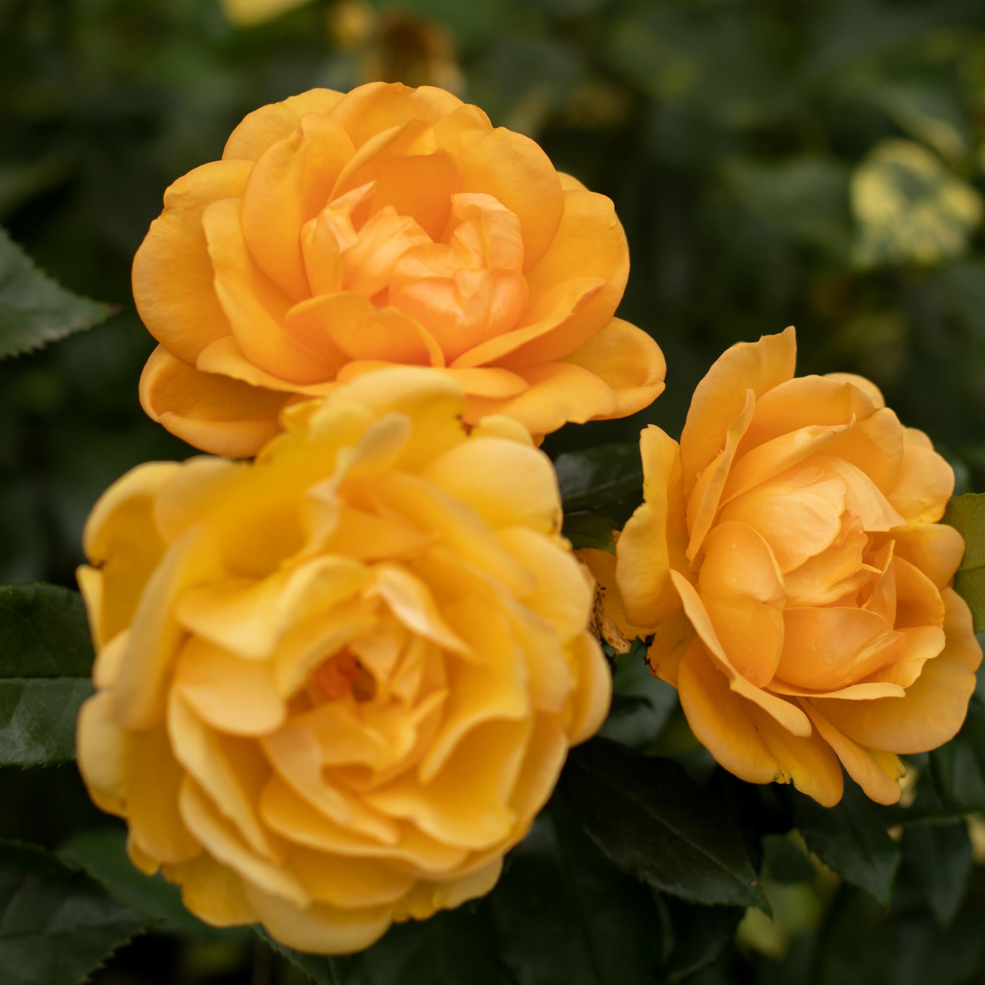 Yellow Rose Bushes – Heirloom