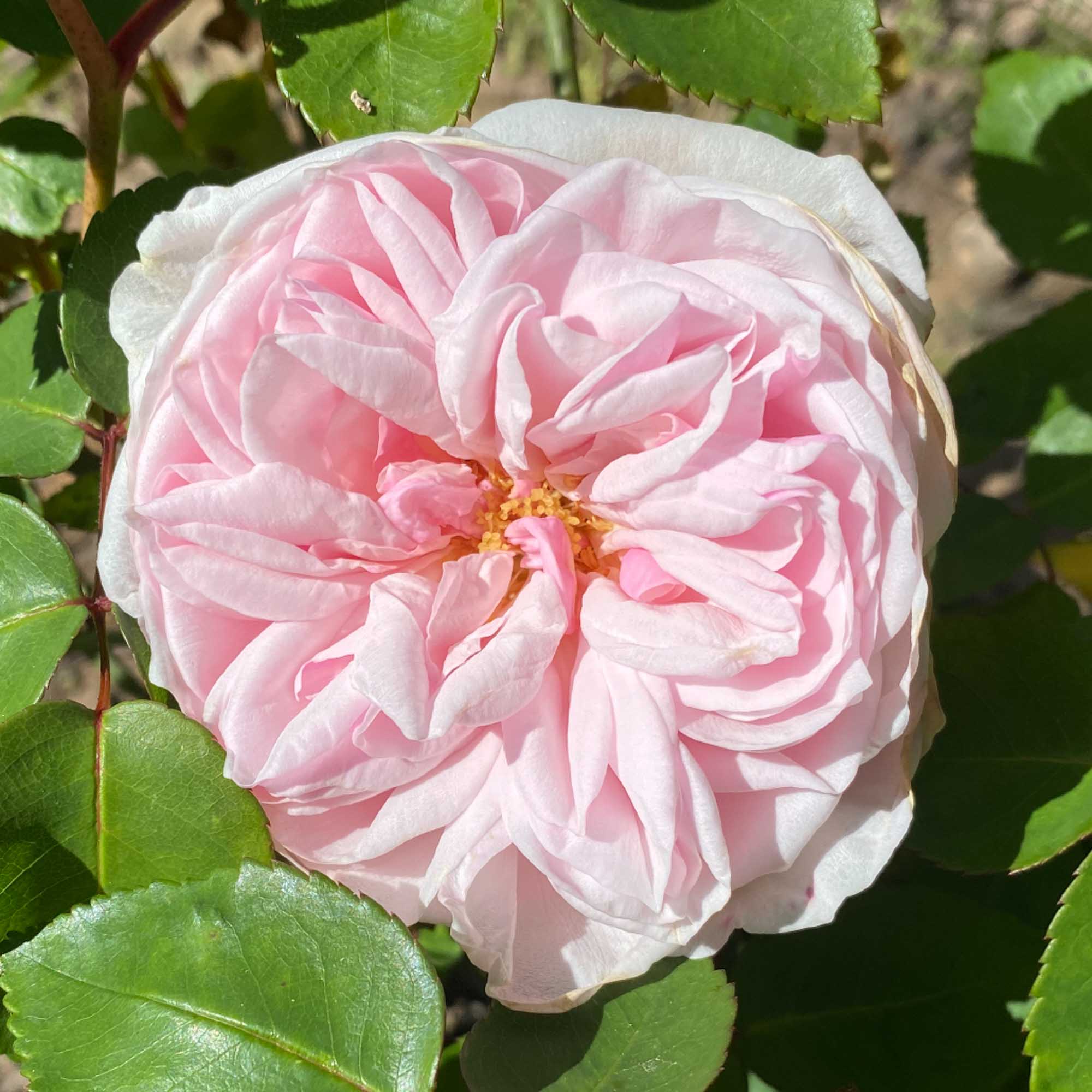 Souvenir de La Malmaison