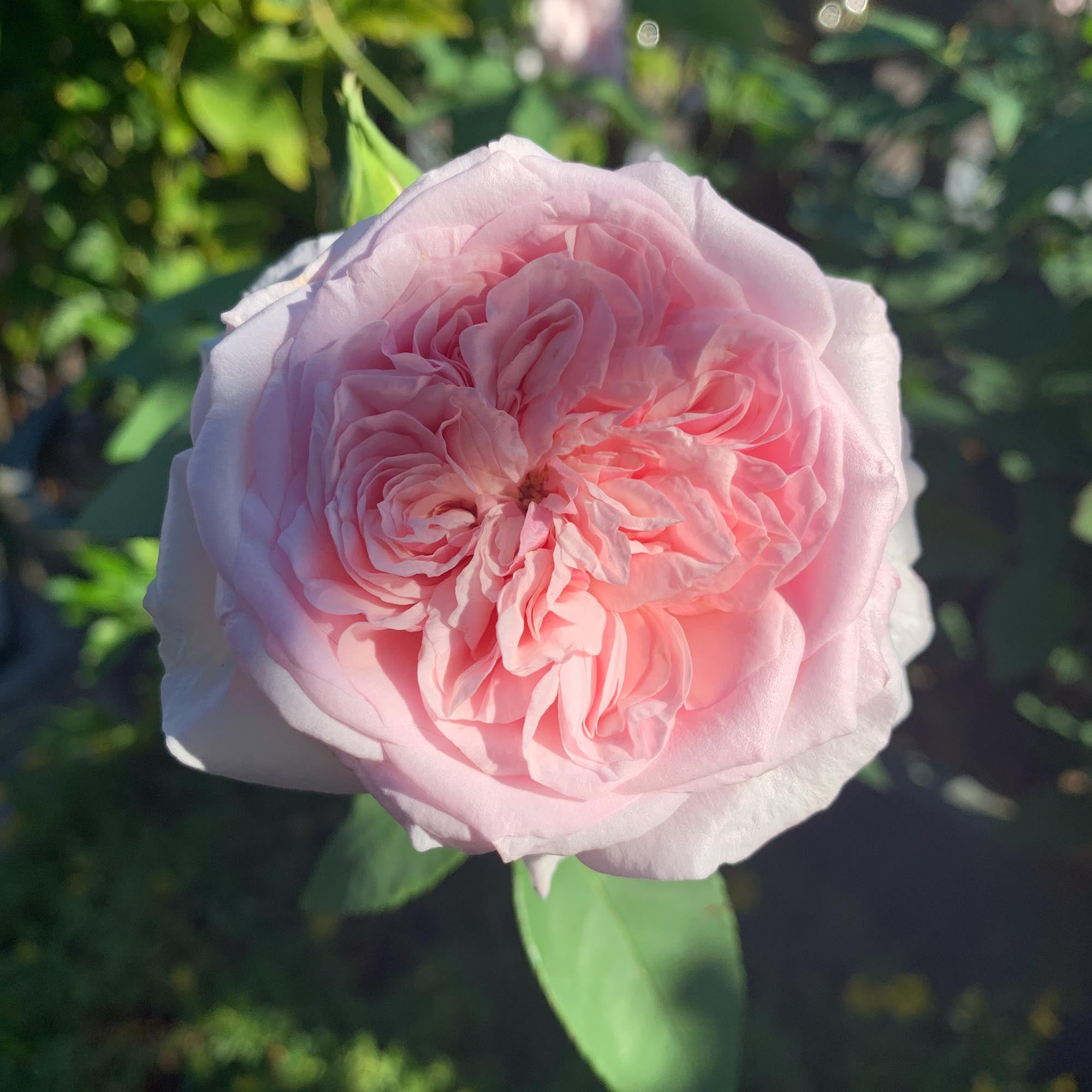Souvenir de La Malmaison