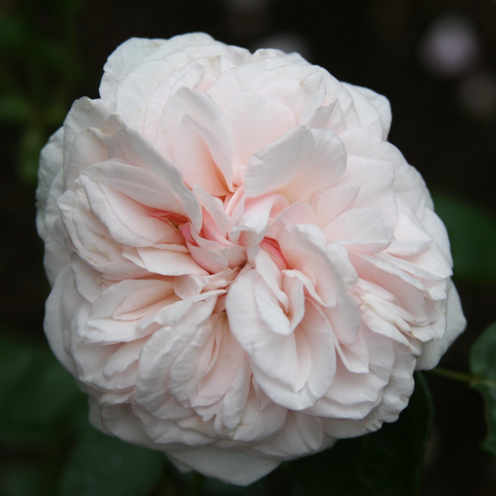Souvenir de La Malmaison Bourbons Rose | Fragrant Rose Plant