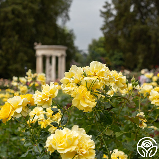 Sparkle & Shine Rose - Floribunda - Moderately Fragrant – Heirloom Roses