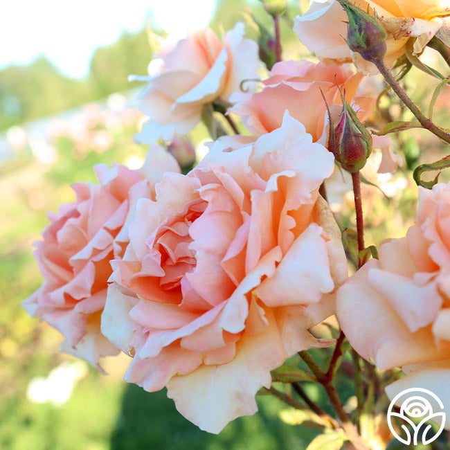 Special Occasion Rose - Hybrid Tea - Very Fragrant – Heirloom Roses