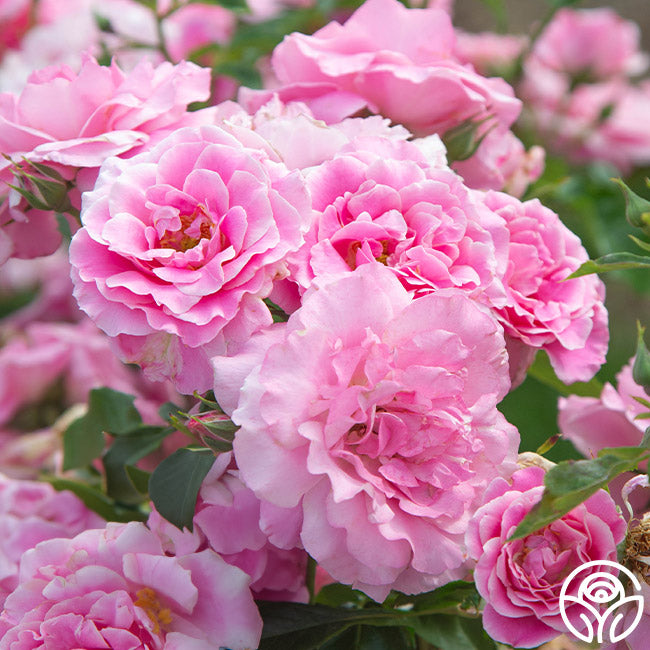 Heirloom Cocktail Roses Roses, Rose Bushes, Rose Gardening, Rose Plants | Heirloom Roses