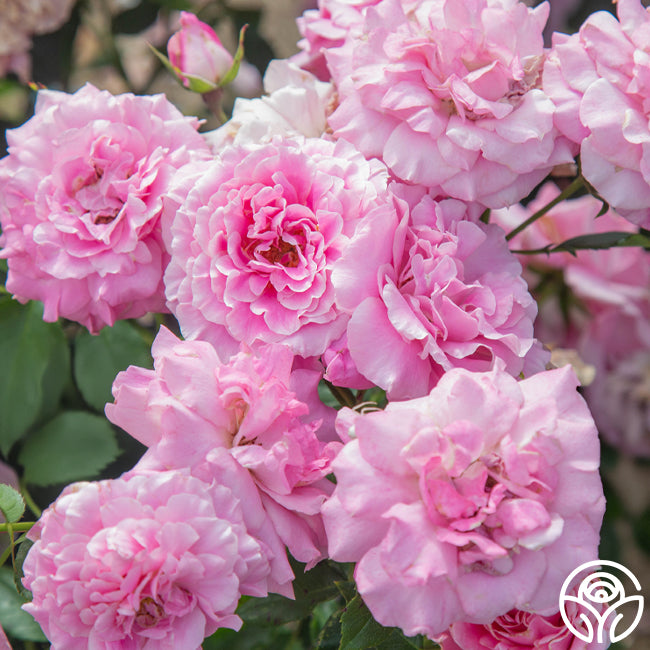 Olivia Rose Austin Heirloom Roses