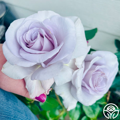 Own-root One Gallon Stainless Steel Hybrid Tea Rose by Heirloom Roses