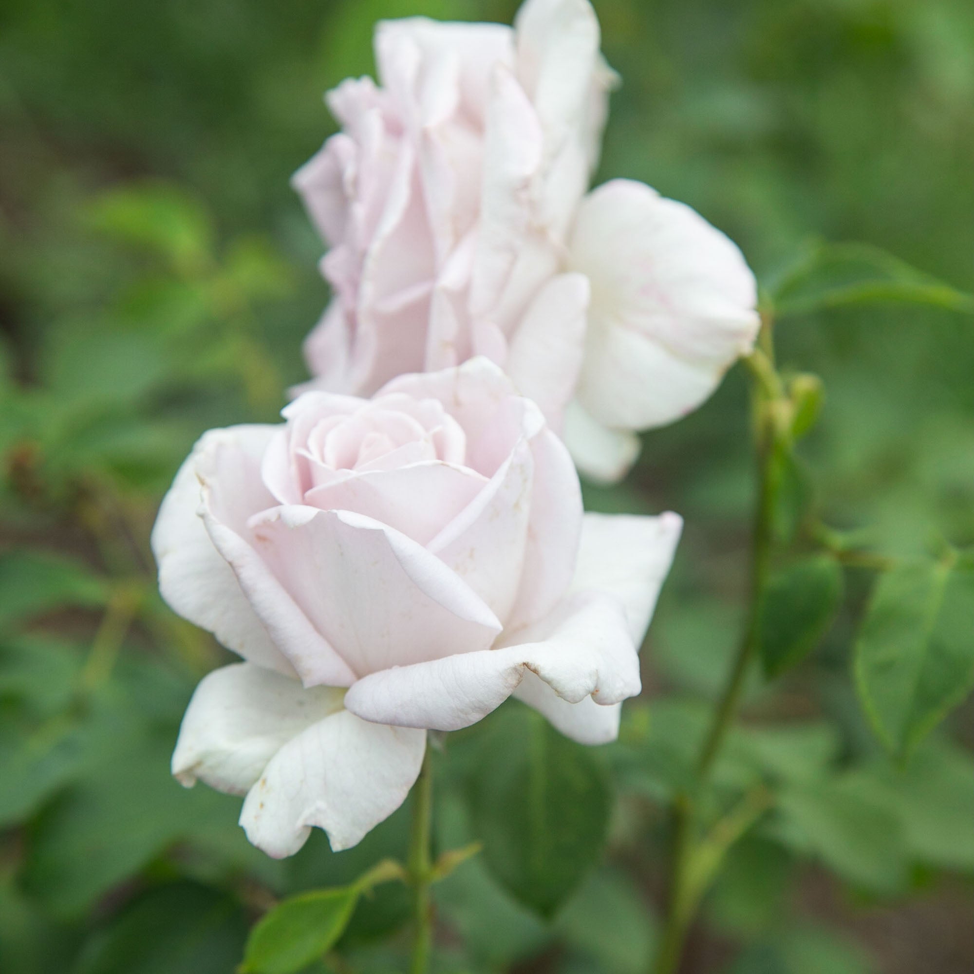 Stainless Steel Hybrid Tea Rose | Fragrant Rose Bush – Heirloom