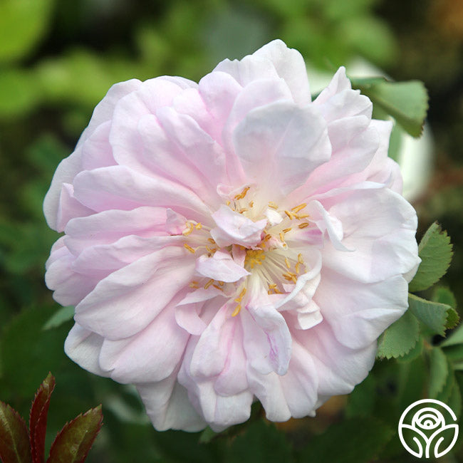 Stanwell Perpetual Rose | Fragrant Rose Bush – Heirloom