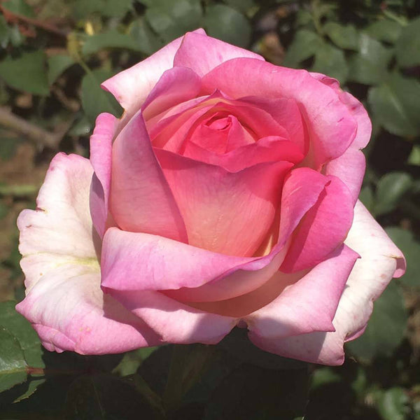 Star-Crossed Lovers™ | Pink Hybrid Tea Rose Bush – Heirloom
