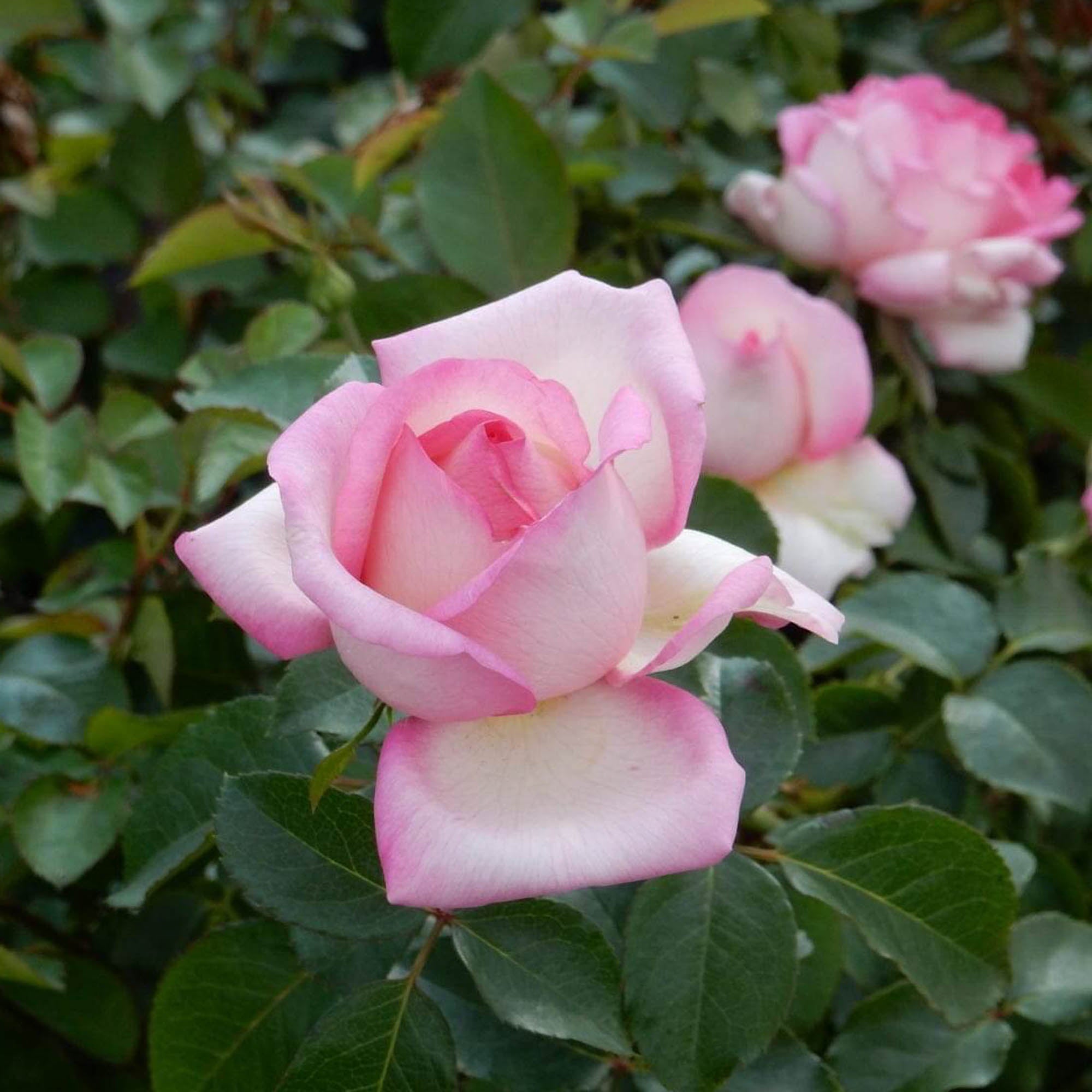 Star-Crossed Lovers™ | Pink Hybrid Tea Rose Bush – Heirloom