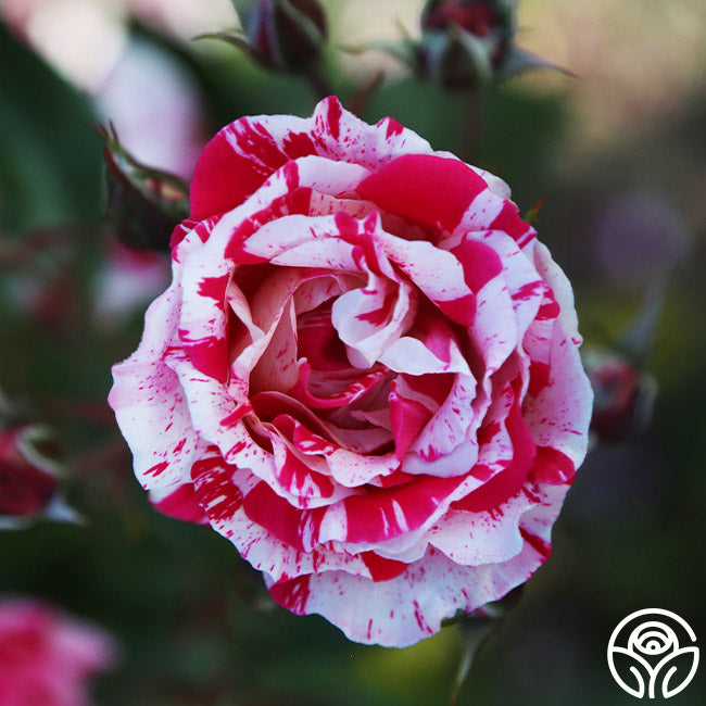 Star Something Roses Stars 'n' Stripes Forever Rose - Shrub - Very Fragrant – Heirloom Roses