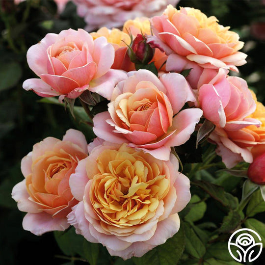 Sunset Tones Bouquet Collection – Heirloom Roses