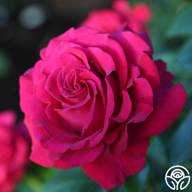 stiletto rose