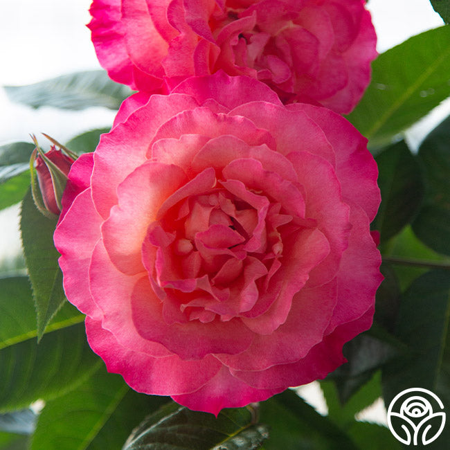 Naming Rights to the Rose JALstrawberry – Heirloom Roses