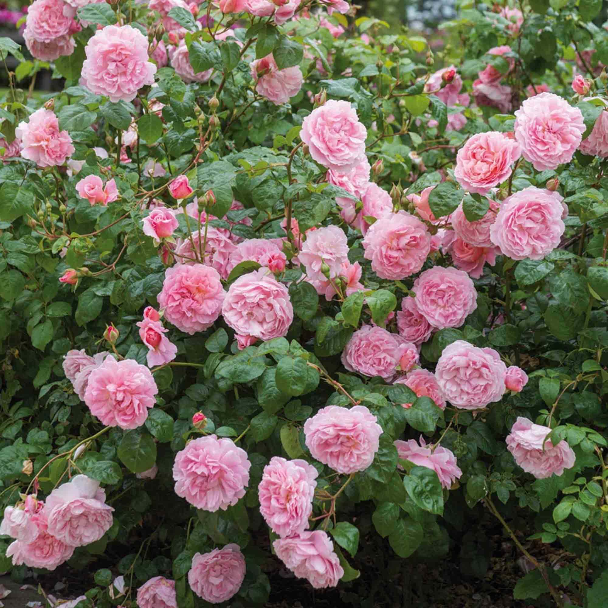Strawberry Hill®