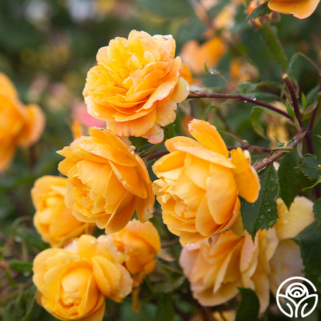 Strike It Rich Rose Grandiflora Very Fragrant Heirloom Roses