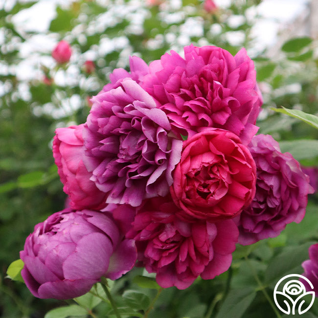 Sultry Night™ Rose Bush – Heirloom Roses