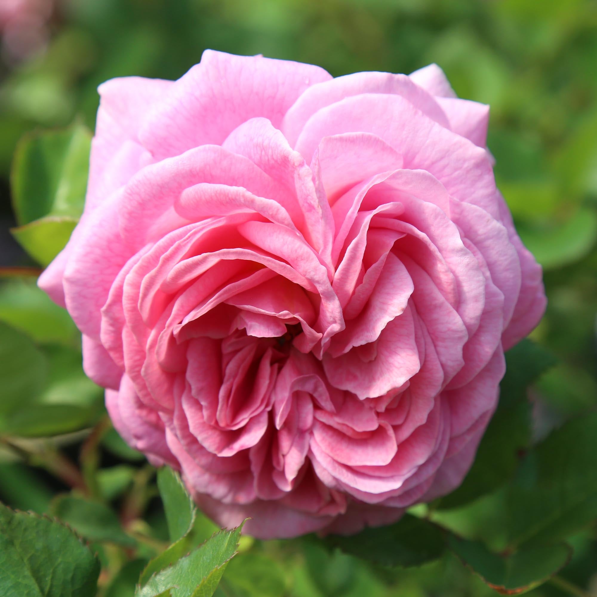 Parfuma® Summer Romance