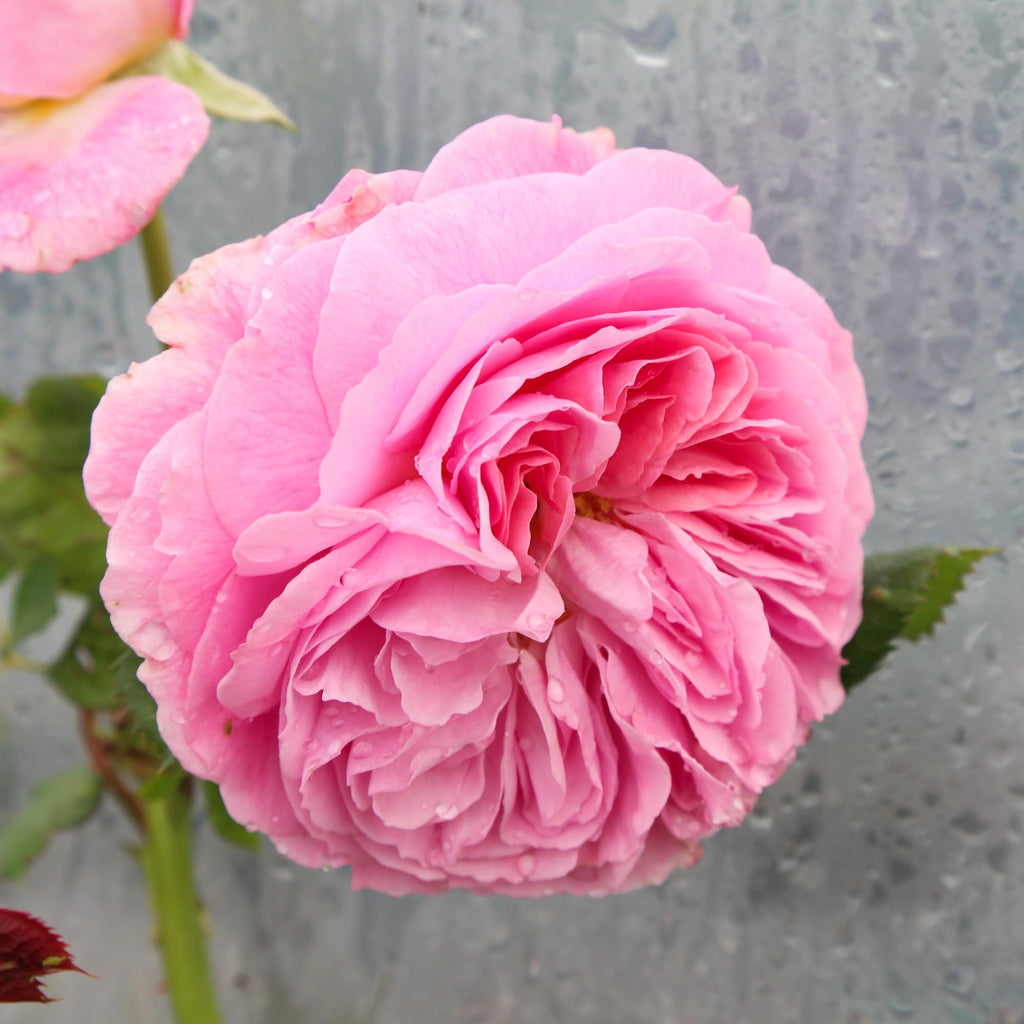 Parfuma® Summer Romance