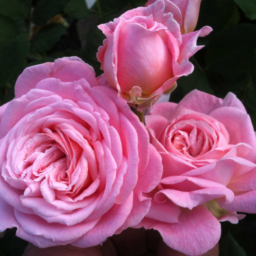 Parfuma® Summer Romance