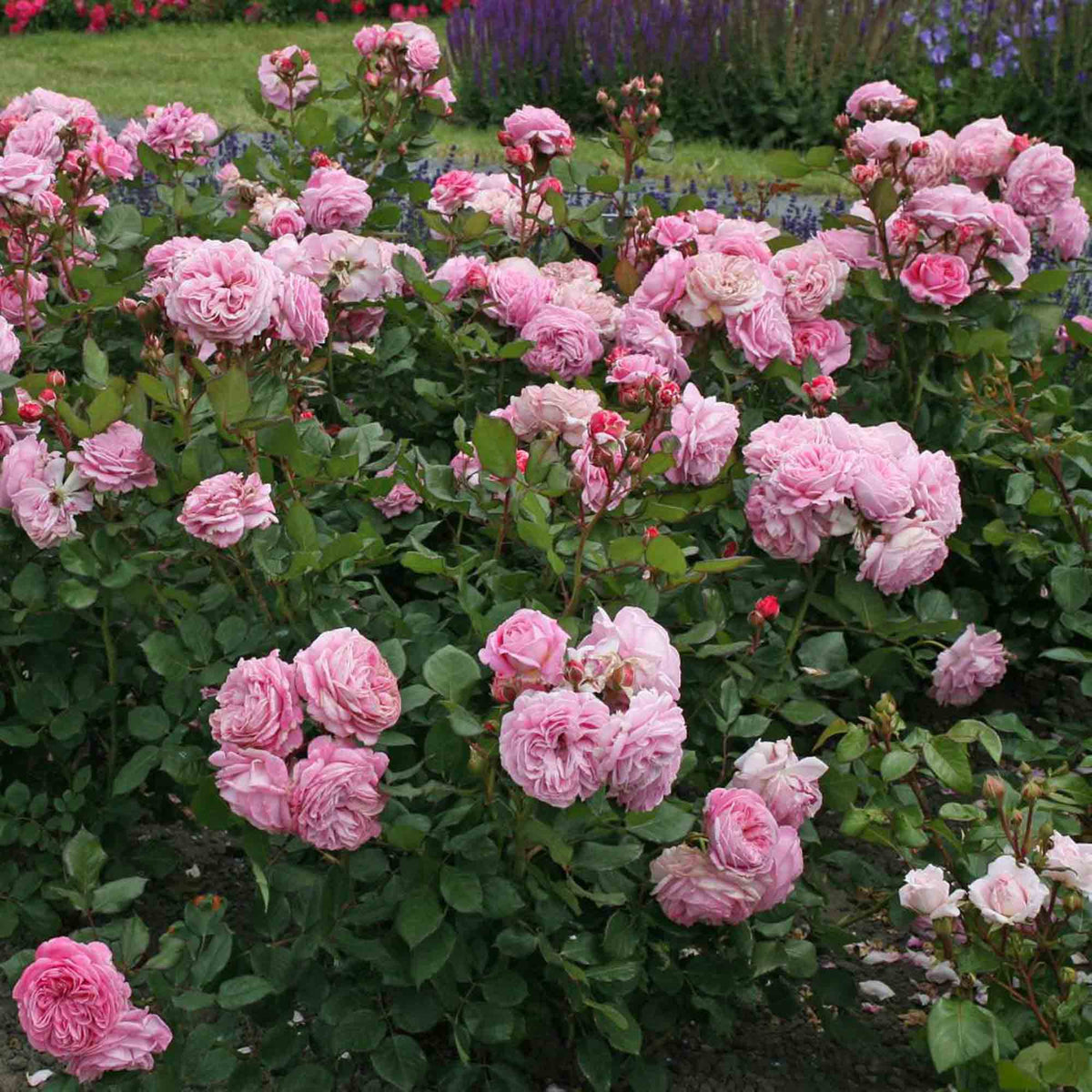 Parfuma Summer Romance Floribunda Rose | Heirloom Roses