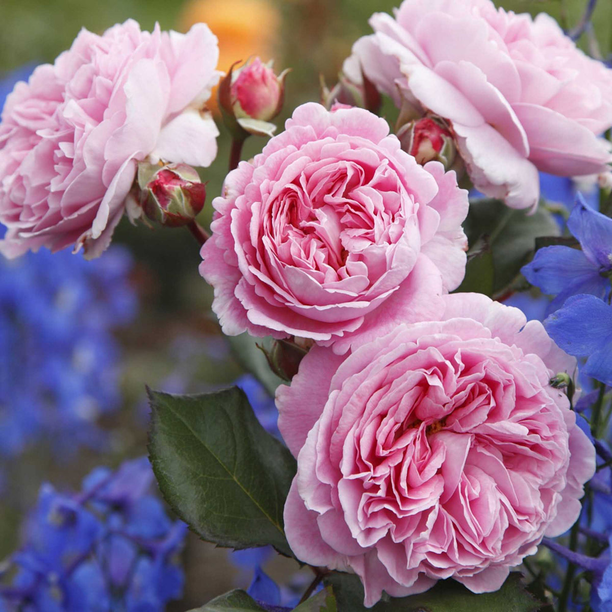 Parfuma Summer Romance Floribunda Rose | Heirloom Roses