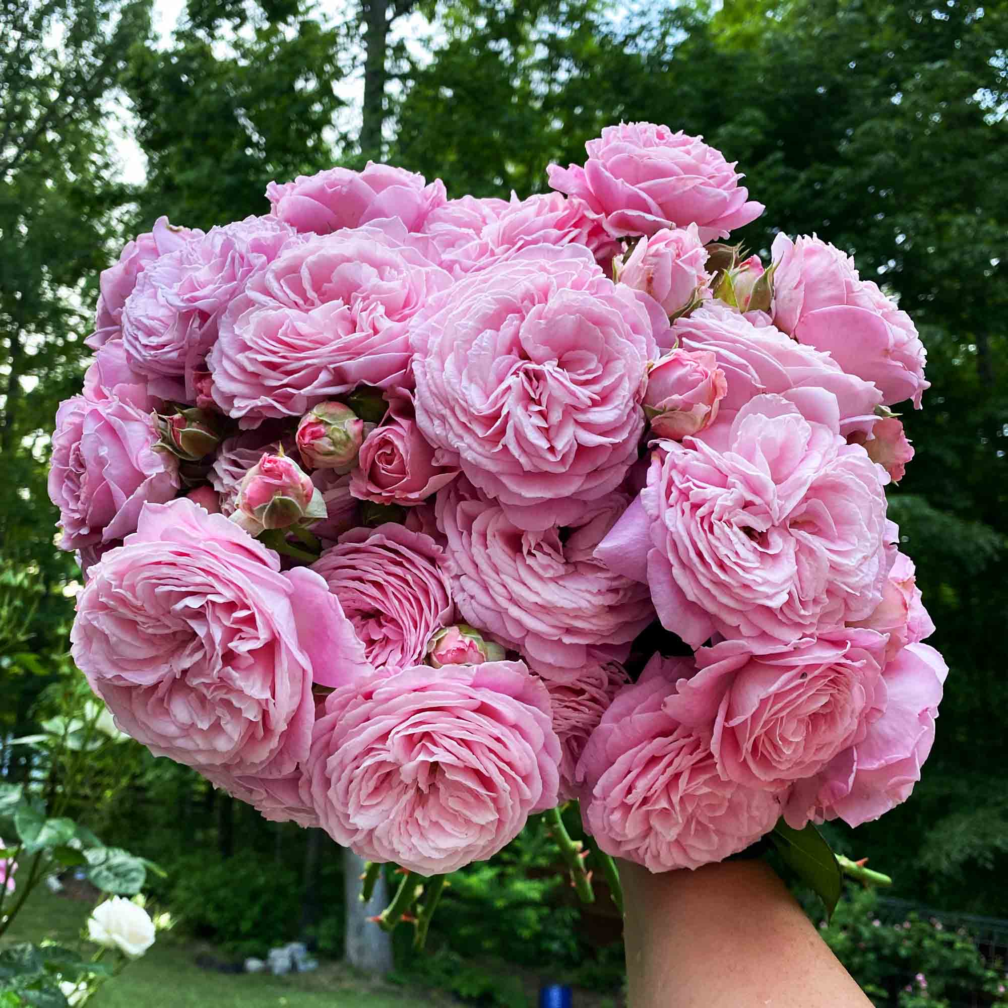 Parfuma Summer Romance Floribunda Rose | Heirloom Roses