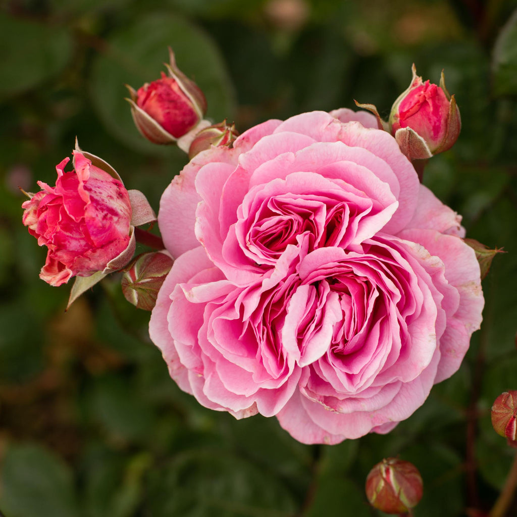 Parfuma® Summer Romance