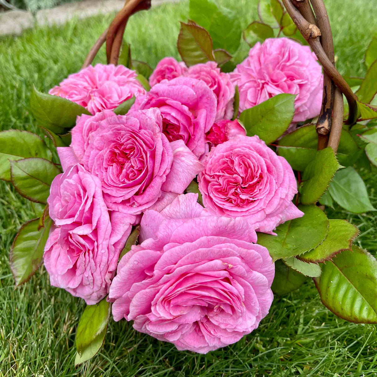 Parfuma Summer Romance Floribunda Rose | Heirloom Roses