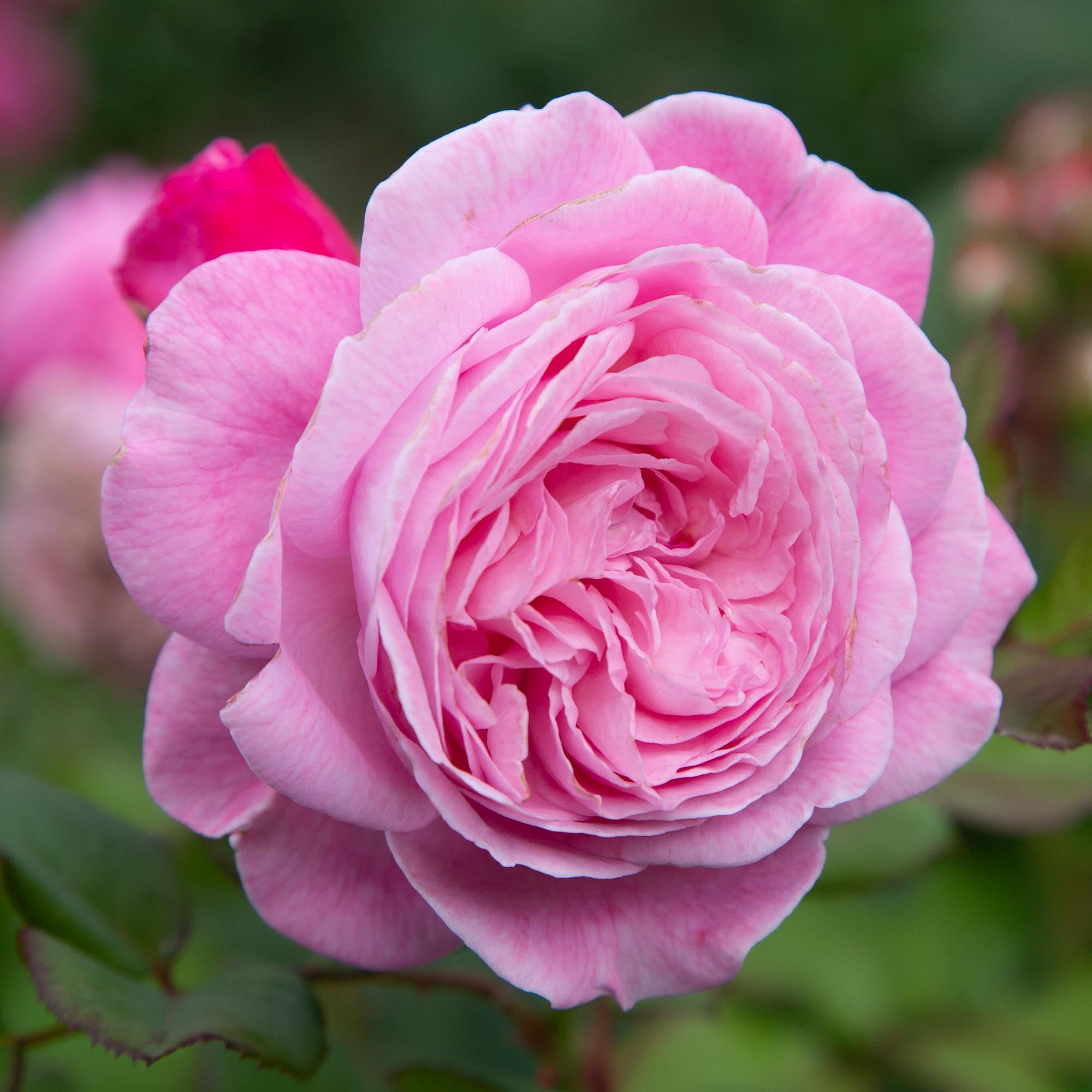 Parfuma® Summer Romance