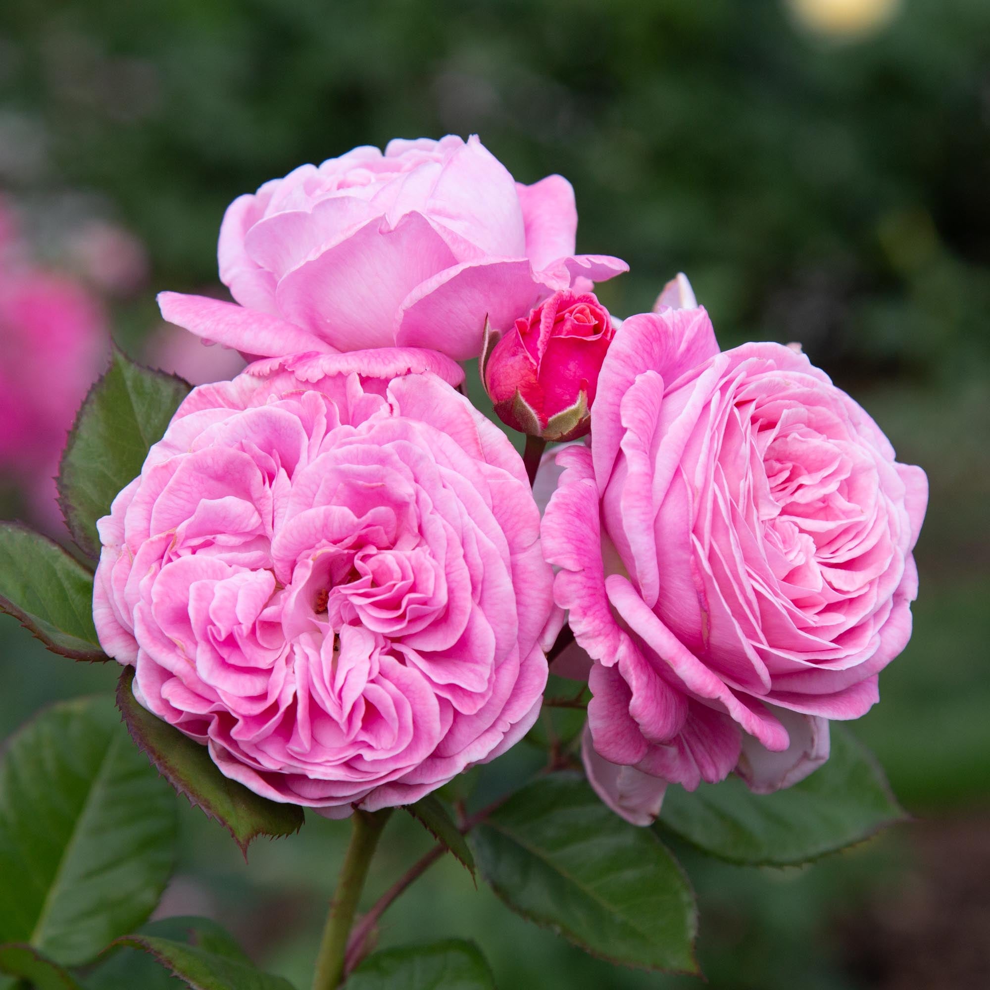 Parfuma Summer Romance Floribunda Rose | Heirloom Roses