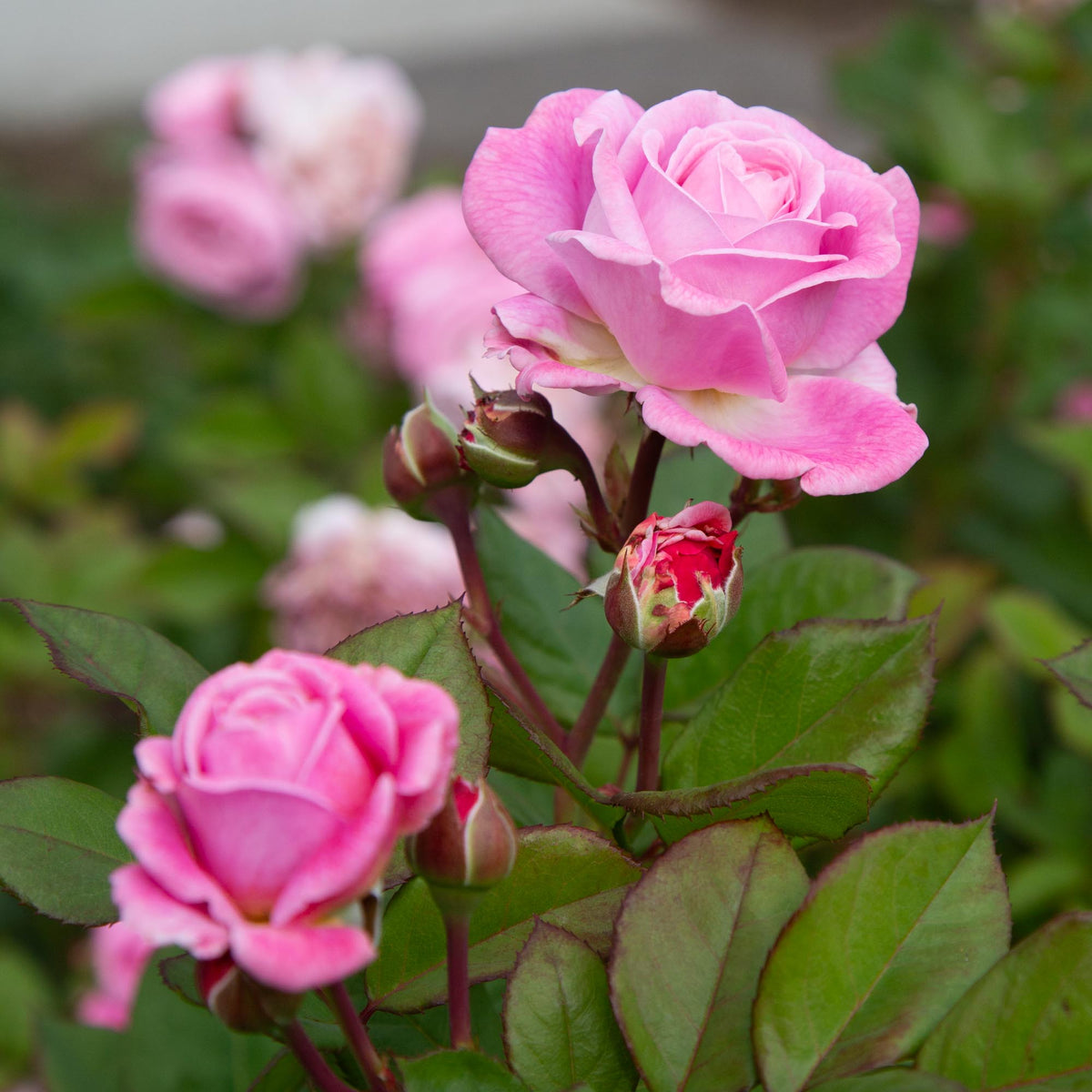 Parfuma Summer Romance Floribunda Rose | Heirloom Roses