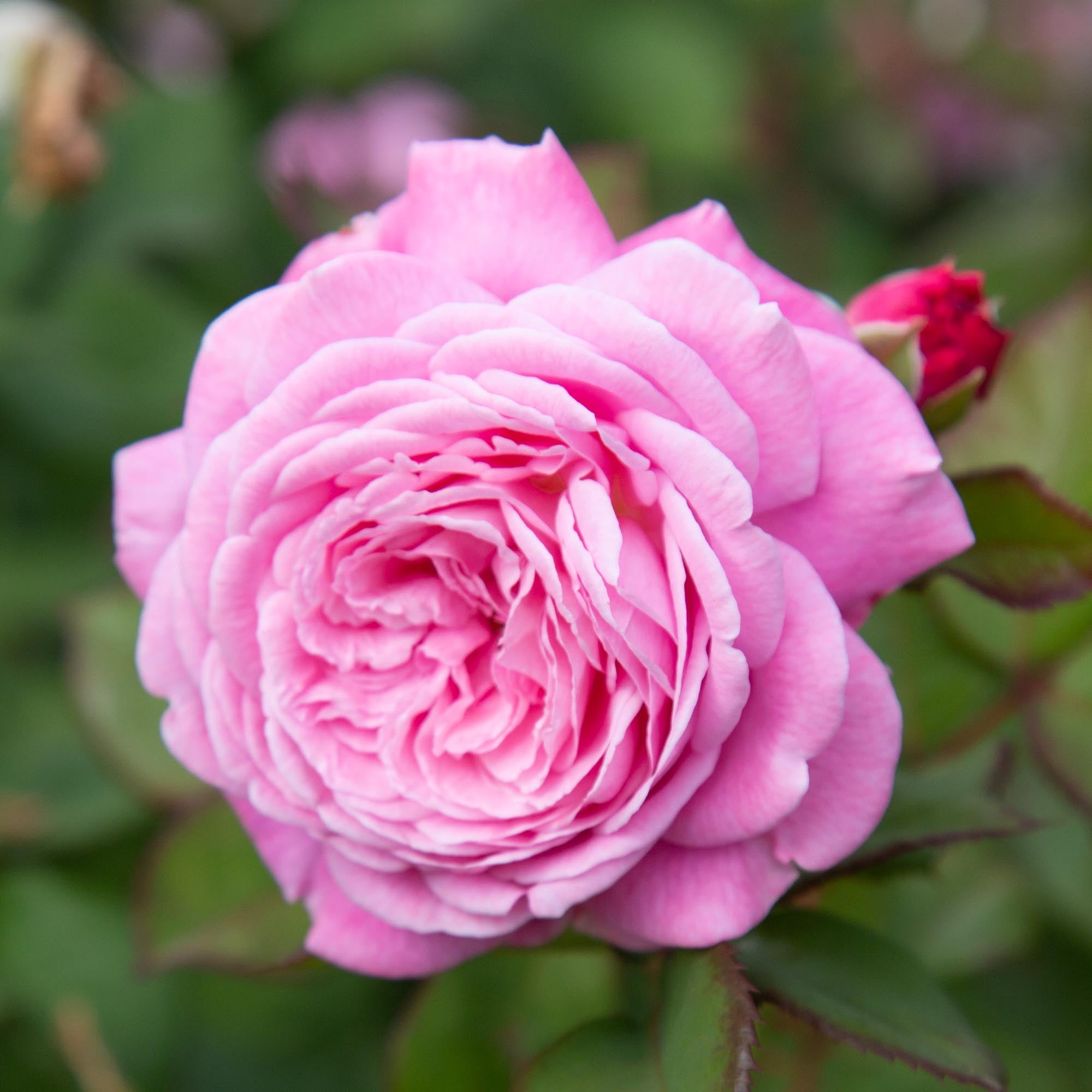 Parfuma® Summer Romance