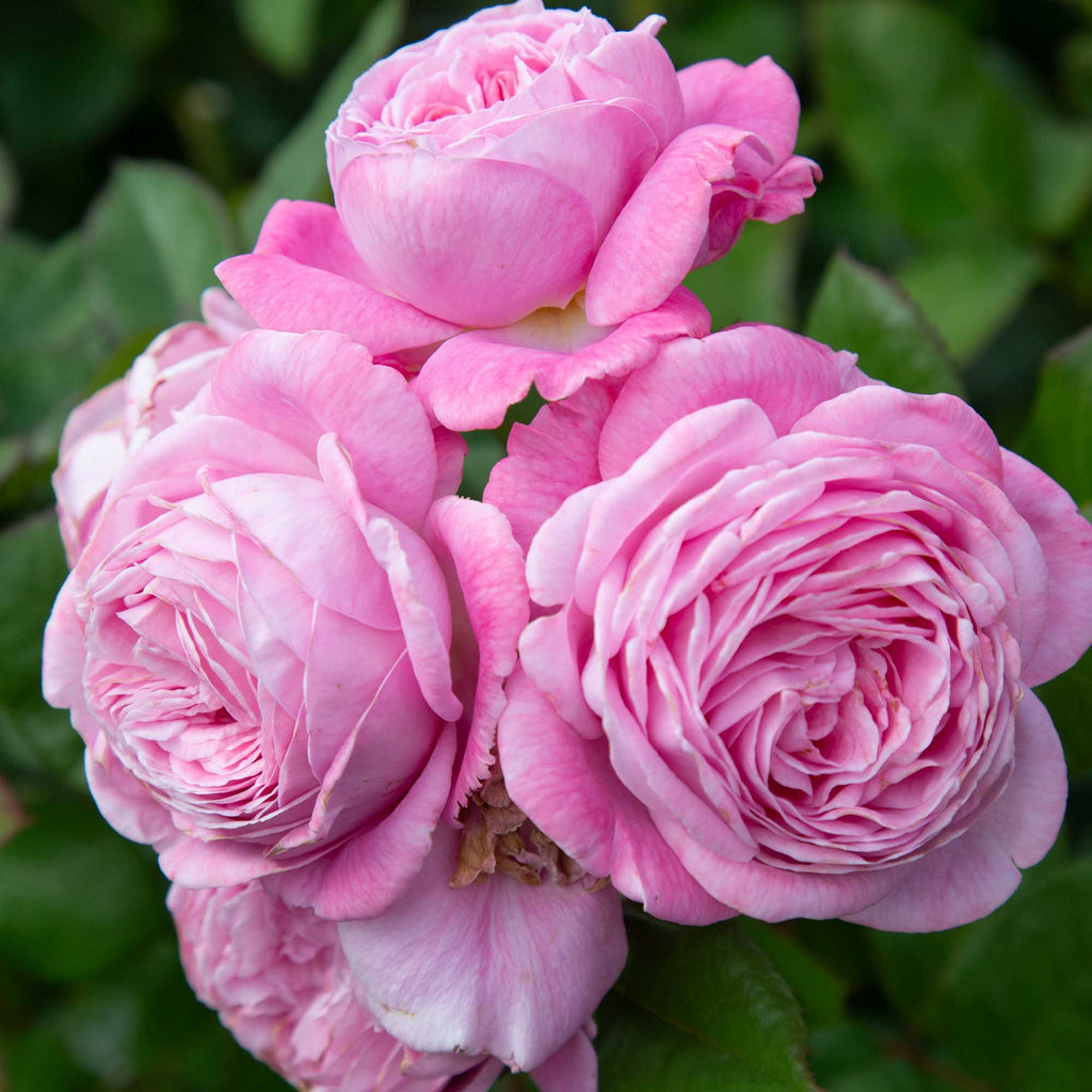 Parfuma® Summer Romance