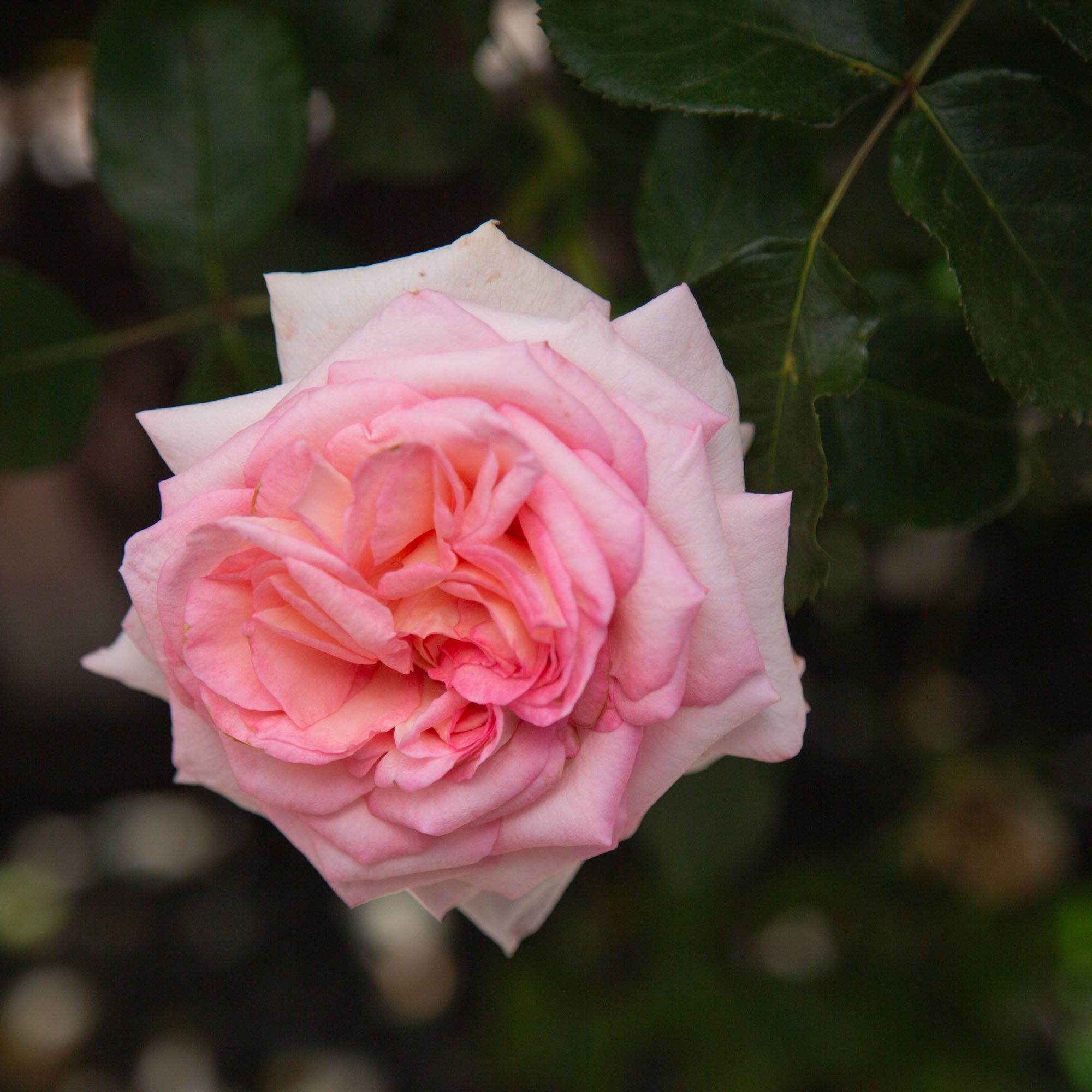 Sunbelt Savannah Hybrid Tea Rose | Fragrant Rose Plant – Heirloom