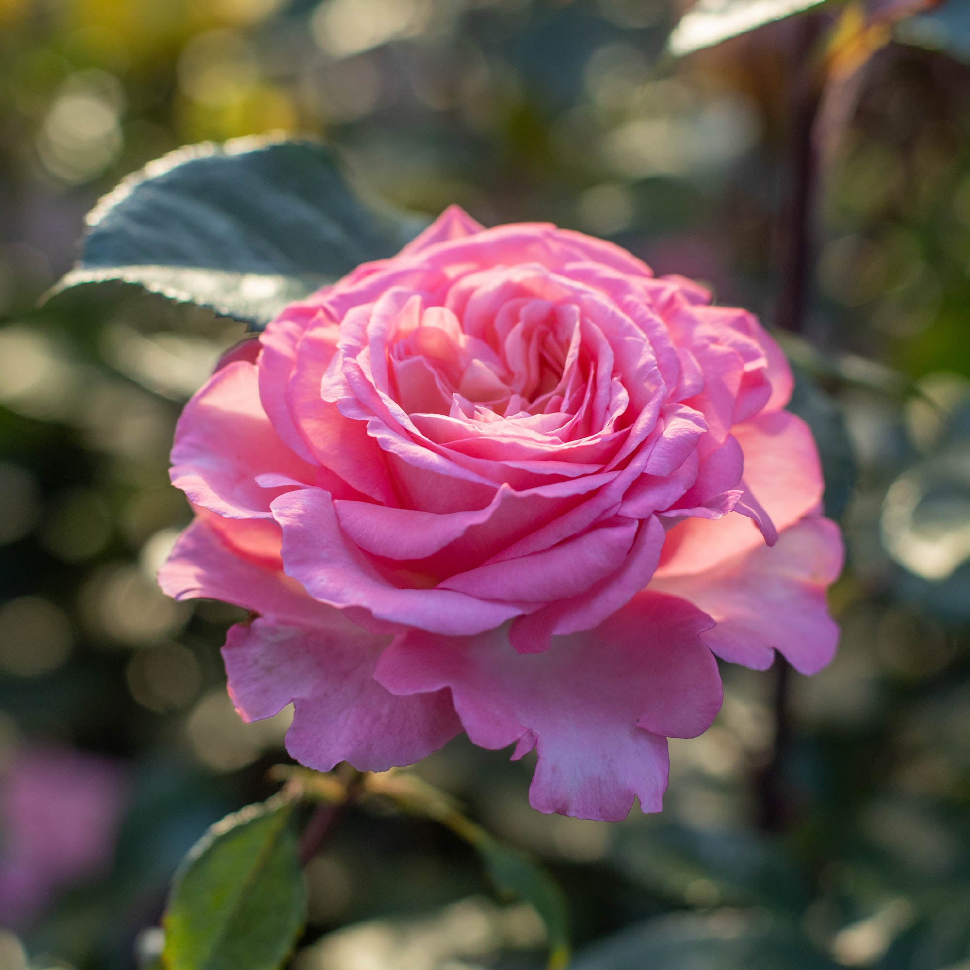 Rose様　　　せとか Sunbelt Savannah Hybrid Tea Rose | Fragrant Rose Plant – Heirloom