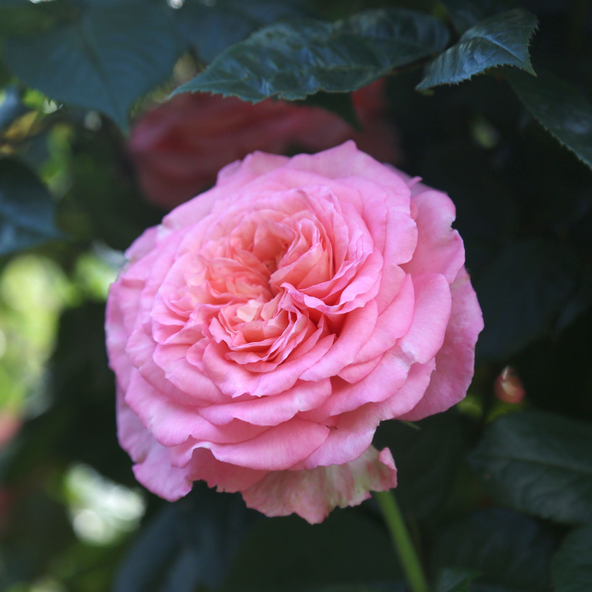 Sunbelt® Savannah