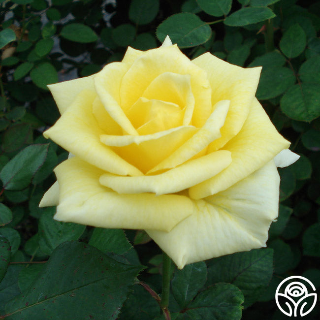 Sun Magic Roses Sunbright – Heirloom